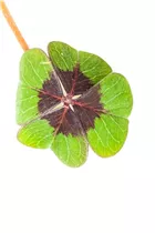 Oxalis deppei - Glücksklee Oxalis deppei - Glücksklee