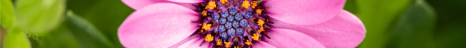 Osteospermum ecklonis, rosa Osteospermum ecklonis, rosa