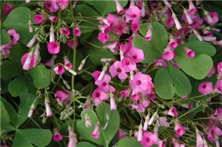 Oxalis deppei - Glücksklee Oxalis deppei - Glücksklee