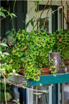 Oxalis deppei - Glücksklee Oxalis deppei - Glücksklee