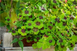 Oxalis deppei - Glücksklee Oxalis deppei - Glücksklee