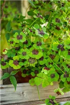 Oxalis deppei - Glücksklee Oxalis deppei - Glücksklee