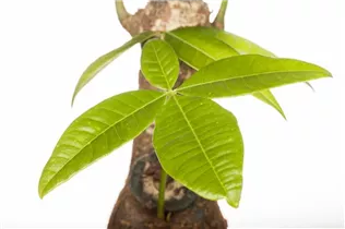 Pachira aquatica - Glückskastanie Pachira aquatica - Glückskastanie