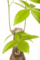 Pachira aquatica - Glückskastanie Pachira aquatica - Glückskastanie