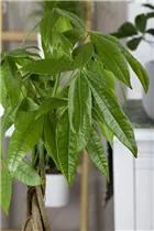 Pachira aquatica - Glückskastanie Pachira aquatica - Glückskastanie