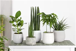 Clusia major - Balsamapfel Clusia major - Balsamapfel