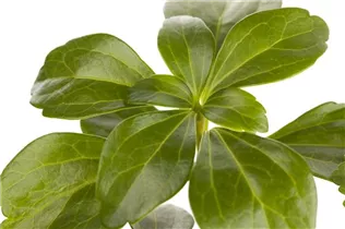 Pachysandra terminalis 'Compacta' - Dickmännchen 'Compacta'