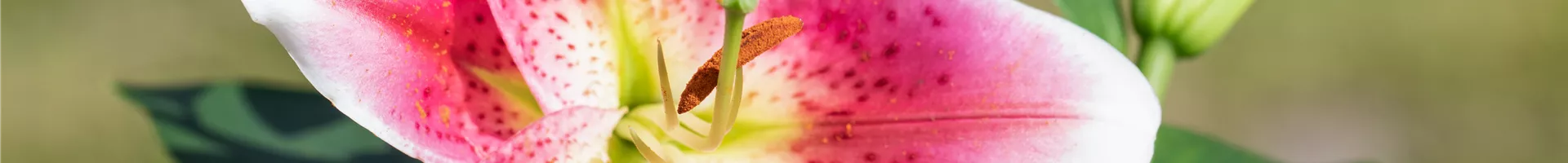 Lilium Oriental, rosa-weiß Lilium Oriental, rosa-weiß