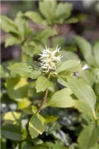 Pachysandra terminalis - Dickmännchen