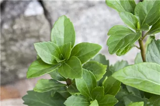 Pachysandra terminalis - Dickmännchen