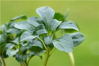 Pachysandra terminalis 'Green Sheen'® - Dickmännchen 'Green Sheen'®