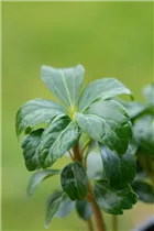 Pachysandra terminalis 'Green Sheen'® - Dickmännchen 'Green Sheen'®