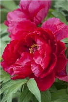 Paeonia lactiflora - Asiatische Pfingstrose Paeonia lactiflora - Asiatische Pfingstrose