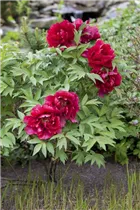 Paeonia lactiflora - Asiatische Pfingstrose Paeonia lactiflora - Asiatische Pfingstrose