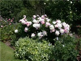 Paeonia lactiflora - Asiatische Pfingstrose Paeonia lactiflora - Asiatische Pfingstrose