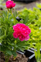 Paeonia lactiflora - Asiatische Pfingstrose Paeonia lactiflora - Asiatische Pfingstrose