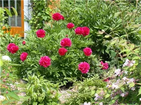 Paeonia lactiflora, rot - Paeonia lactiflora, rot Paeonia lactiflora, rot - Paeonia lactiflora, rot