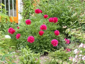Paeonia lactiflora, rot - Paeonia lactiflora, rot Paeonia lactiflora, rot - Paeonia lactiflora, rot