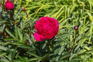 Paeonia lactiflora, rot - Paeonia lactiflora, rot Paeonia lactiflora, rot - Paeonia lactiflora, rot