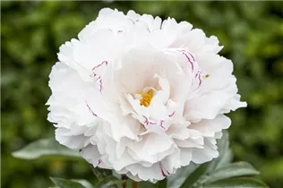 Paeonia lactiflora, weiß - Paeonia lactiflora, weiß