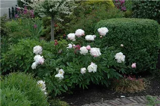 Paeonia lactiflora, weiß - Paeonia lactiflora, weiß