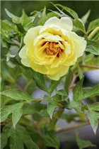 Paeonia x suffruticosa - Strauch-Pfingstrose Paeonia x suffruticosa - Strauch-Pfingstrose