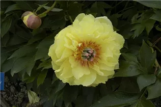 Paeonia x suffruticosa, gelb - Paeonia x suffruticosa, gelb