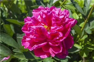 Paeonia x suffruticosa - Strauch-Pfingstrose Paeonia x suffruticosa - Strauch-Pfingstrose