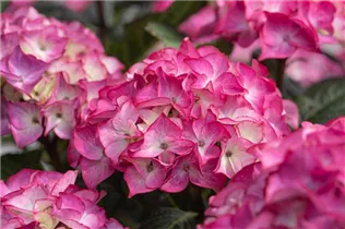 Hydrangea 'Black Diamonds'® - Gartenhortensie 'Black Diamonds'®