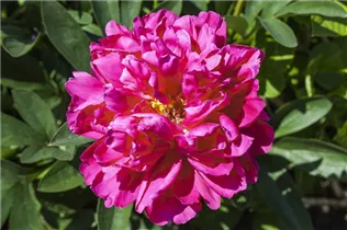 Paeonia x suffruticosa - Strauch-Pfingstrose Paeonia x suffruticosa - Strauch-Pfingstrose