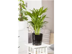 Palmen - Palmen Palmen - Palmen