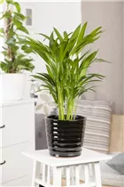 Chrysalidocarpus lutescens - Goldfruchtpalme Chrysalidocarpus lutescens - Goldfruchtpalme