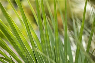 Palmen - Palmen Palmen - Palmen