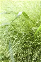 Panicum virgatum - Ruten-Hirse