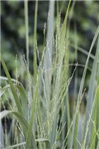 Panicum virgatum 'Northwind' - Garten-Ruten-Hirse 'Northwind' Panicum virgatum 'Northwind' - Garten-Ruten-Hirse 'Northwind'