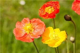 Papaver nudicaule - Island-Mohn Papaver nudicaule - Island-Mohn