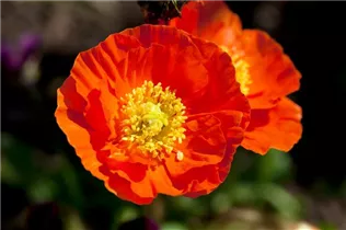 Papaver nudicaule - Island-Mohn Papaver nudicaule - Island-Mohn
