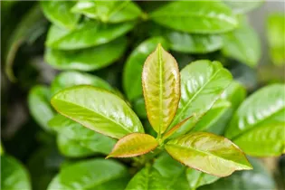  - Prunus laurocerasus 'Ani'