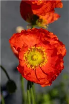 Papaver nudicaule - Island-Mohn Papaver nudicaule - Island-Mohn