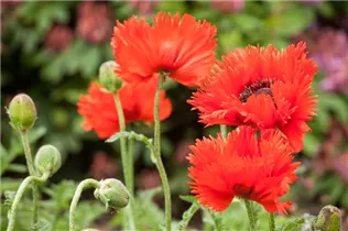 Papaver orientale - Orientalischer Mohn