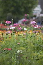 Papaver orientale - Orientalischer Mohn
