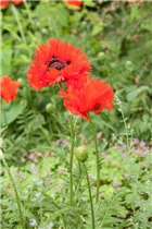 Papaver orientale - Orientalischer Mohn