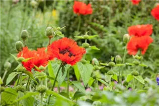Papaver orientale - Orientalischer Mohn