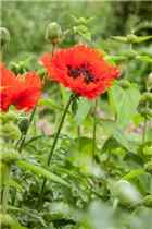 Papaver orientale - Orientalischer Mohn