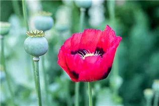 Papaver orientale - Orientalischer Mohn