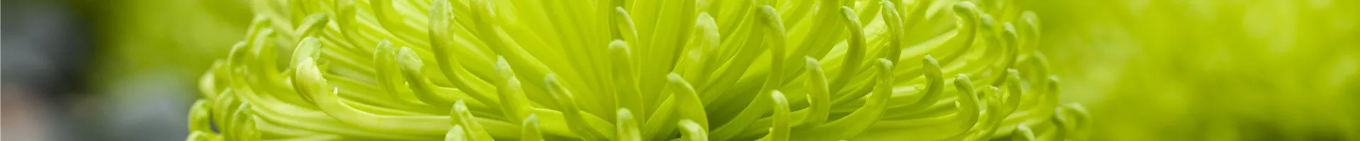 Chrysanthemum indicum 'Anastasia Dark Green'(s) Chrysanthemum indicum 'Anastasia Dark Green'(s)