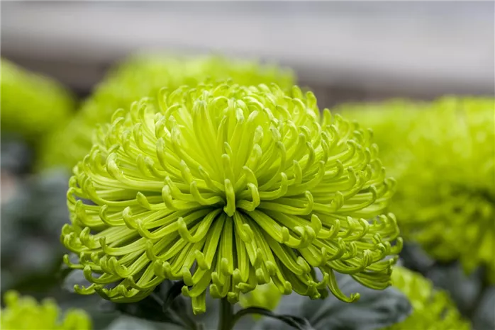 Chrysanthemum indicum 'Anastasia Dark Green'(s) (GS506101.jpg)