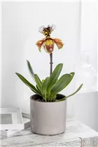 Paphiopedilum - Frauenschuh