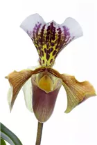 Paphiopedilum - Frauenschuh