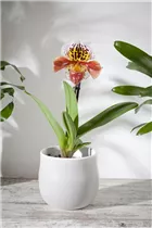 Paphiopedilum - Frauenschuh